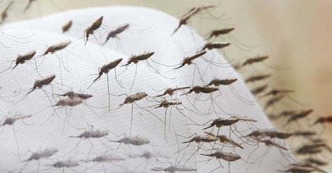 মশার কামড় খাওয়ার প্রতিযোগিতা