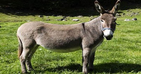 ভবিষ্যত বলতে পারে গাধা