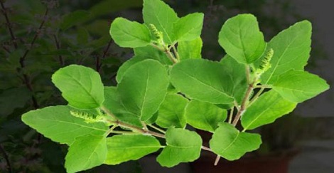 প্রতিদিন তুলসীপাতা খাবার উপকারিতা