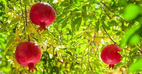 স্বাস্থ্যের জন্য উপকারী ৮টি বীজ