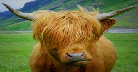 অবাক নয় সত্য, এবার ‘বডিবিল্ডার গরু