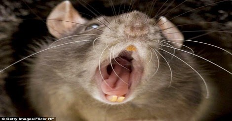 রাক্ষুসে ইঁদুরের সন্ধান মিলল লাতিন আমেরিকায়