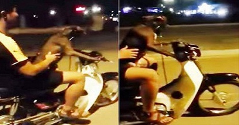 বাইক চালাল কুকুর, ফাইন গুনল মালিক