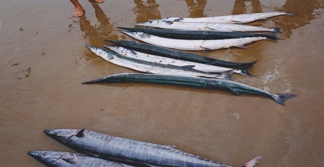 সামুদ্রিক মাছের অনন্য পুষ্টিগুণ