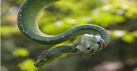 পাইথন ও একটি ব্যাঙ, বন্ধুতার রং সবুজ