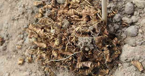 মাটি খুঁড়লেই রাশি রাশি সোনার স্প্রিং