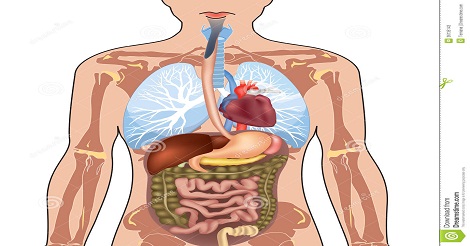 চমকে যাওয়ার মতো কিছু তথ্য মানুষের শরীর নিয়ে