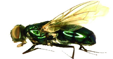 প্রাণিজগতের রেকর্ডধারীদের কথা