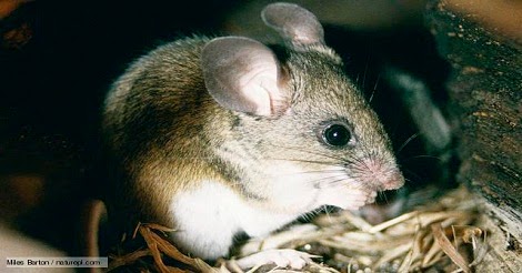 ইঁদুরের ওজন এক টন, শক্তি বাঘের মতো