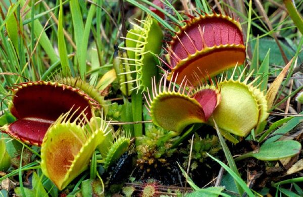 গাছটি আসলে একটি মাংসাশী গাছ।