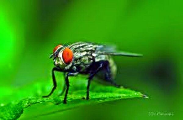 মাছি আপনার কাছে এসে বিরক্তকর ঘ্যান ঘ্যানে আওয়াজ করছে।