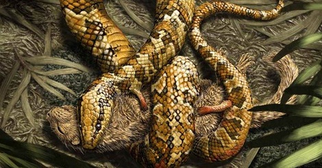 সাপের চার পা