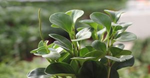 দেখে নিন এমন কিছু গাছ যা আপনার ঘরের ভেতরের পরিবেশকে দূষণমুক্ত রাখবে