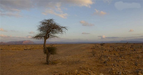 সোমালিয়ার এক ‘মৃত্যু বৃক্ষ’র কাহিনী