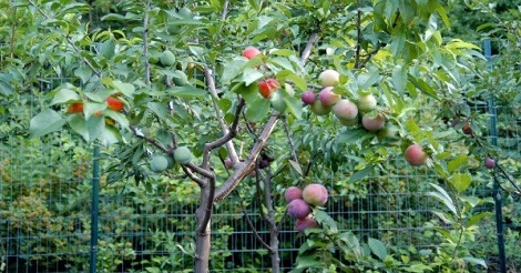 অদ্ভুত এক গাছে ৪০ ধরনের ফল ধরেছে