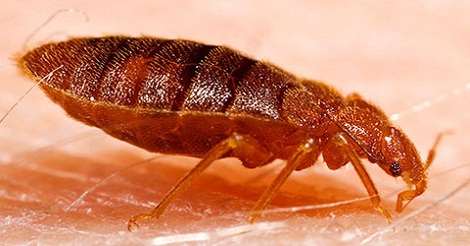 ছারপোকা তাড়াতে টিপস