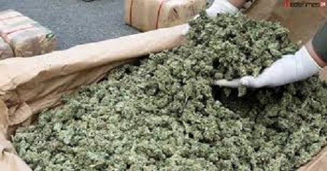 ভাঙা হাড় জোড়া লাগাতে গাঁজা